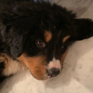 Meet your Posher, Riley